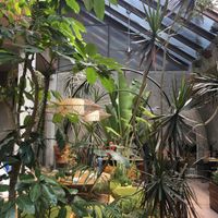 Patio del restaurante  at Plantasia in Mexico City