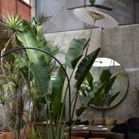 Interior  at Plantasia in Mexico City