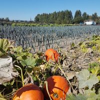 veganic farm Lincelam - pumkins and leeks at Bioboerderij Lincelam in Alveringem