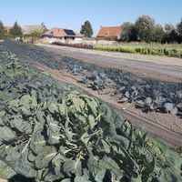 veganic farm Lincelam - cabbages at Bioboerderij Lincelam in Alveringem