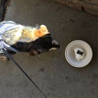 My dog and pup cup at Idyllwild Ice Cream & Jerky in Idyllwild