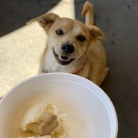 Bristol can’t wait for her Doggie Ice Cream at Idyllwild Ice Cream & Jerky in Idyllwild