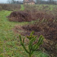 From the backyard  at Barabrith in Donji Budacki
