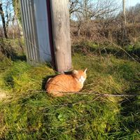 Sid, my boy! at Barabrith in Donji Budacki