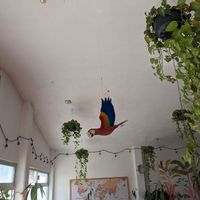 Macaw table represent at Tropical Kitchen Cabo in Cabo San Lucas