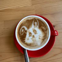 Oat milk latte  at Free Bird Cafe in Chiang Mai