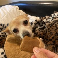 Doggo Vegan Bone Treat from DC for My Chispa ⚡️ $.75/EA  at Sticky Fingers Bakery in Washington
