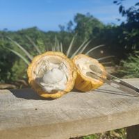 Cocoa fruit, tasted like mango at first , then nutty, then bitter - whoa cool 🤯 at Caribeans Coffee and Chocolate Factory in Puerto Viejo De Talamanca