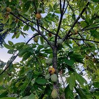Cocoa pods/ fruit hanging from a tree at Caribeans Coffee and Chocolate Factory in Puerto Viejo De Talamanca