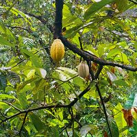  at Caribeans Coffee and Chocolate Factory in Puerto Viejo De Talamanca