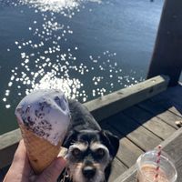 Vegan cookie cream icecream and banana choc milkshake w oat milk  at Blue Cow in Port Macquarie