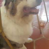 My new best friend @Mama Carman's ❤ at Mama Carmen's Coffee & Bakery in Mallorca