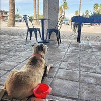 Pup friendly patio at Earth Plant Based in Phoenix