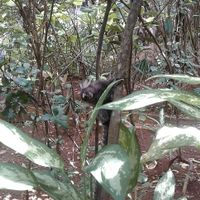 Monkey playing around near my table   at Manjericao in Salvador