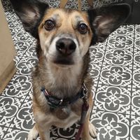  at Boneshaker Doughnuts in Paris