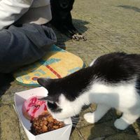 Even my cat Onslow had to check out the donuts. Can't blame him. They are delish at PURE in Groningen