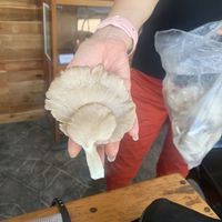 🍄  at Nui Bakery in Koh Tao