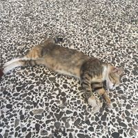 Obligatory cat pics 😻  at Adonis in Kefalonia