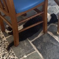   at Adonis in Kefalonia