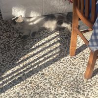   at Adonis in Kefalonia