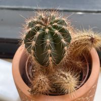 Cactus at Club Mexicana - Seven Dials in London