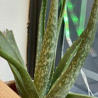 Aloe at Club Mexicana - Seven Dials in London