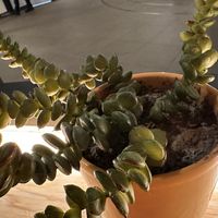 decoration  at Club Mexicana - Seven Dials in London