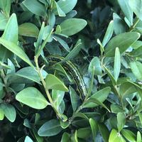 Raupe gleich im Gebüsch bei unserem Tisch 🐛 at Trudelkeller in Baden