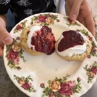 Cream and jam on fluffy scones  at The Tea Room in Sydney