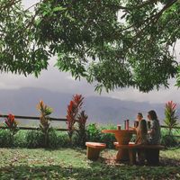 Beautiful outdoor lawn under a large tree at Nourish Hanalei in Hanalei