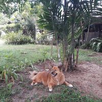 Doggie in the garden at Alchemy in Koh Samui