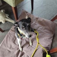 Very dog friendly  at Beck Hall in Malham