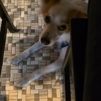  at Il Peperone in Mannedorf