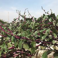 Climbing spinach at AhimsaGram in Jaipur