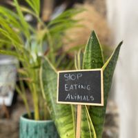 Definitely agree at Mela Canela in Sintra