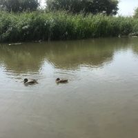 Ducks  at The Purplespoon in Bridgwater