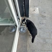 😻 at Malcafe in Conil De La Frontera