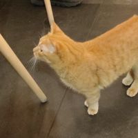  at Gatto Bistrot in Portici