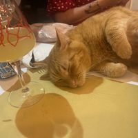 Guava beer and cat  at Gatto Bistrot in Portici