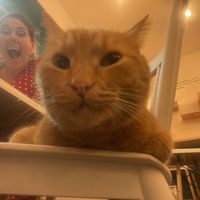   at Gatto Bistrot in Portici