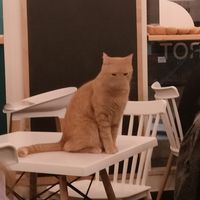  at Gatto Bistrot in Portici