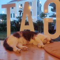  at Gatto Bistrot in Portici