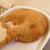 Ospite fisso. at Gatto Bistrot in Portici