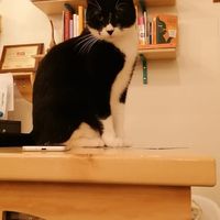 Ciancioso at Gatto Bistrot in Portici