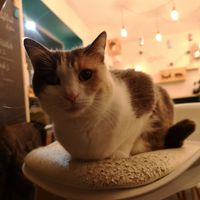 What ta doing? at Gatto Bistrot in Portici