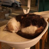 Meditation also available! at Gatto Bistrot in Portici