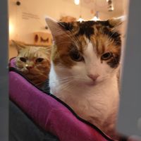 Welcome party through the window... at Gatto Bistrot in Portici