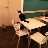 When there's less humans in the cafe, the cats have to entertain themselves! at Gatto Bistrot in Portici
