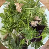 Bib lettuce without radish  at Somebody People in Denver