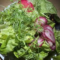Bib lettuce salad  at Somebody People in Denver